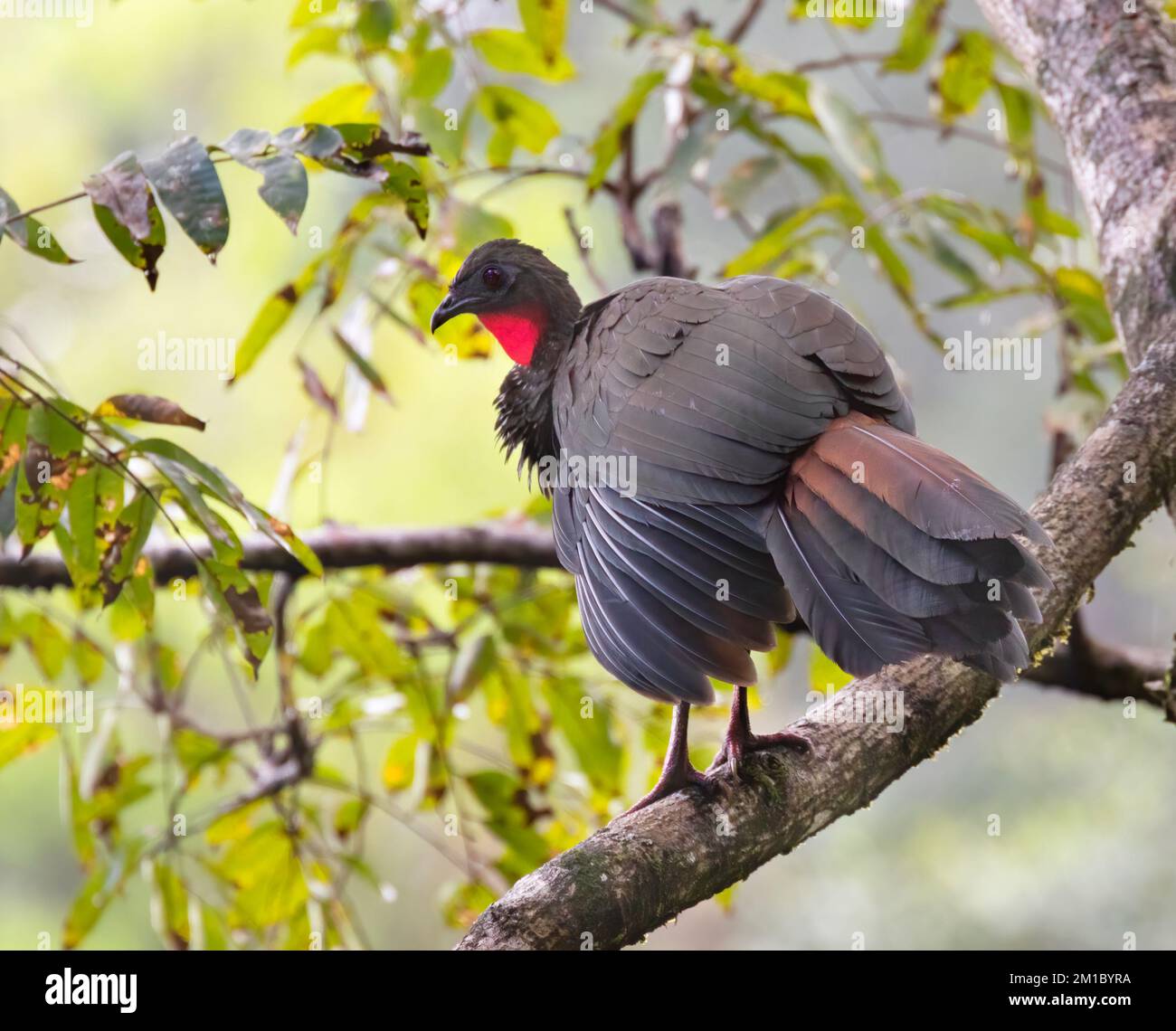 Crested Guan (Penelope purpurascens) at Corcovado National Park, Costa