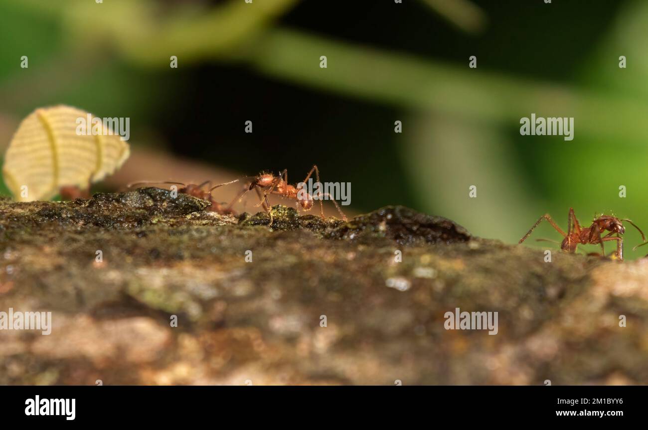 Leafcutter Ants carrying a leaf to their nest Stock Photo