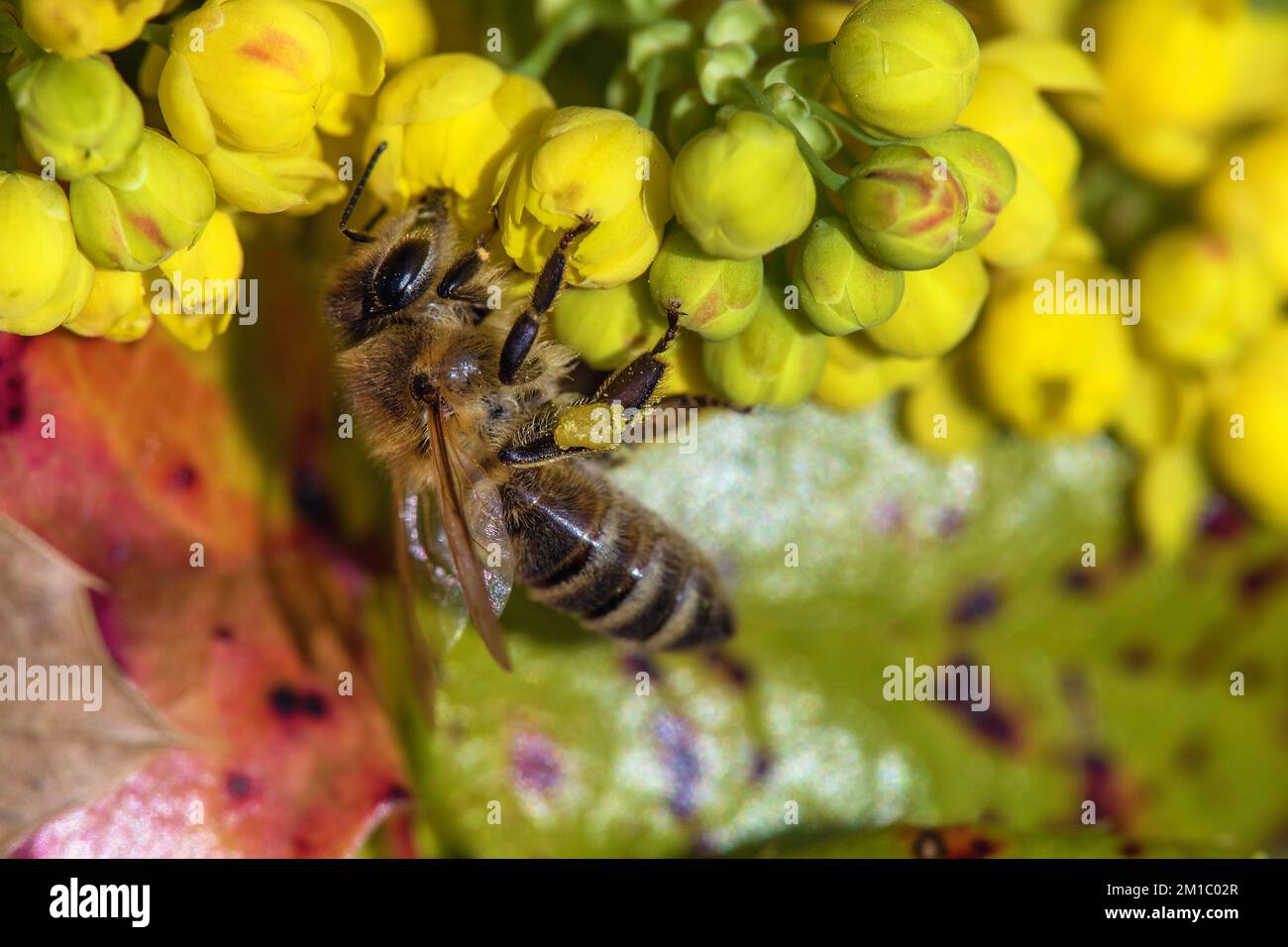 detail of bee or honeybee in Latin Apis Mellifera, european or western honey bee sitting on the yellow flower Stock Photo