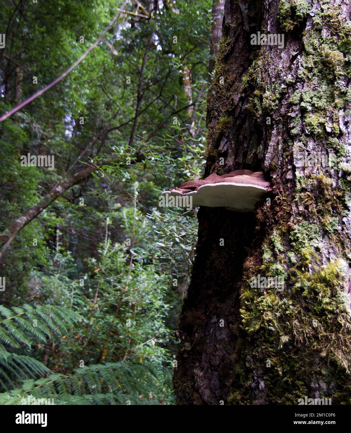 Number of tree fungus found in the forest around cradle mountain in Tasmania Stock Photo