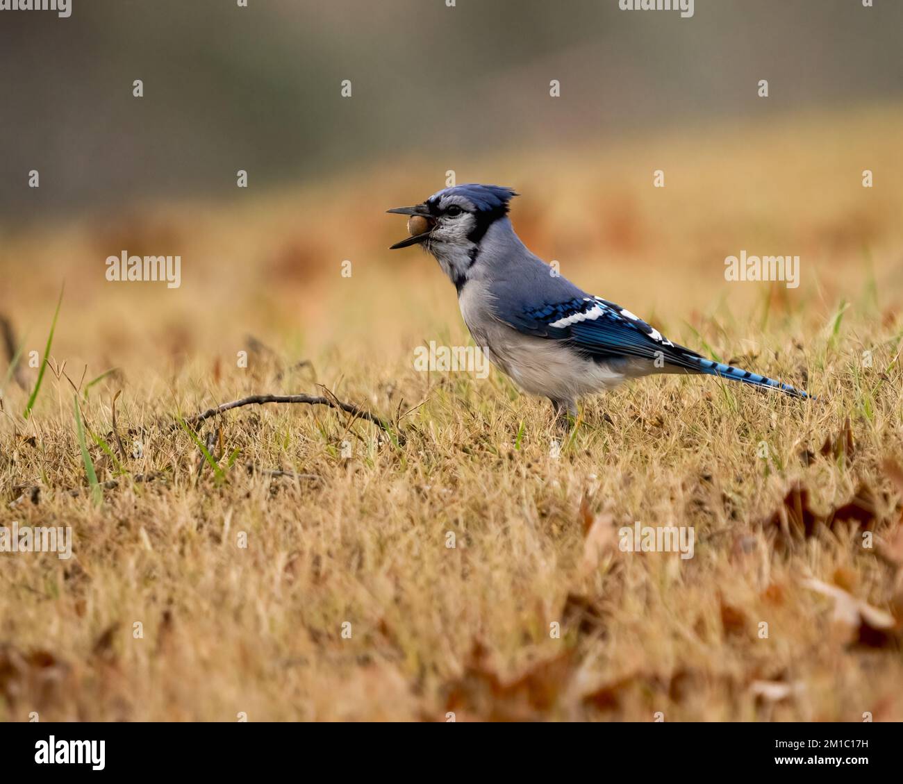 A selective focus shot of a Blue Jay bird in a field Stock Photo