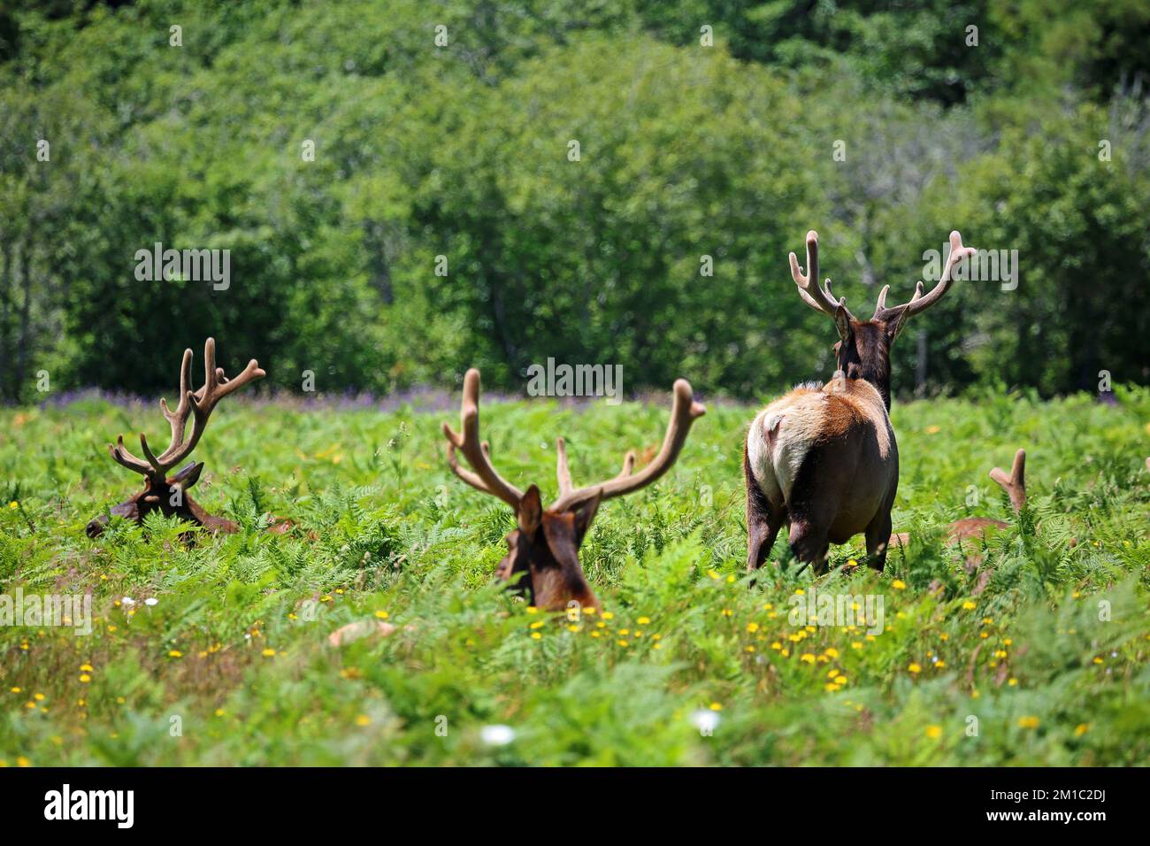 Group of wild Elk - California Stock Photo