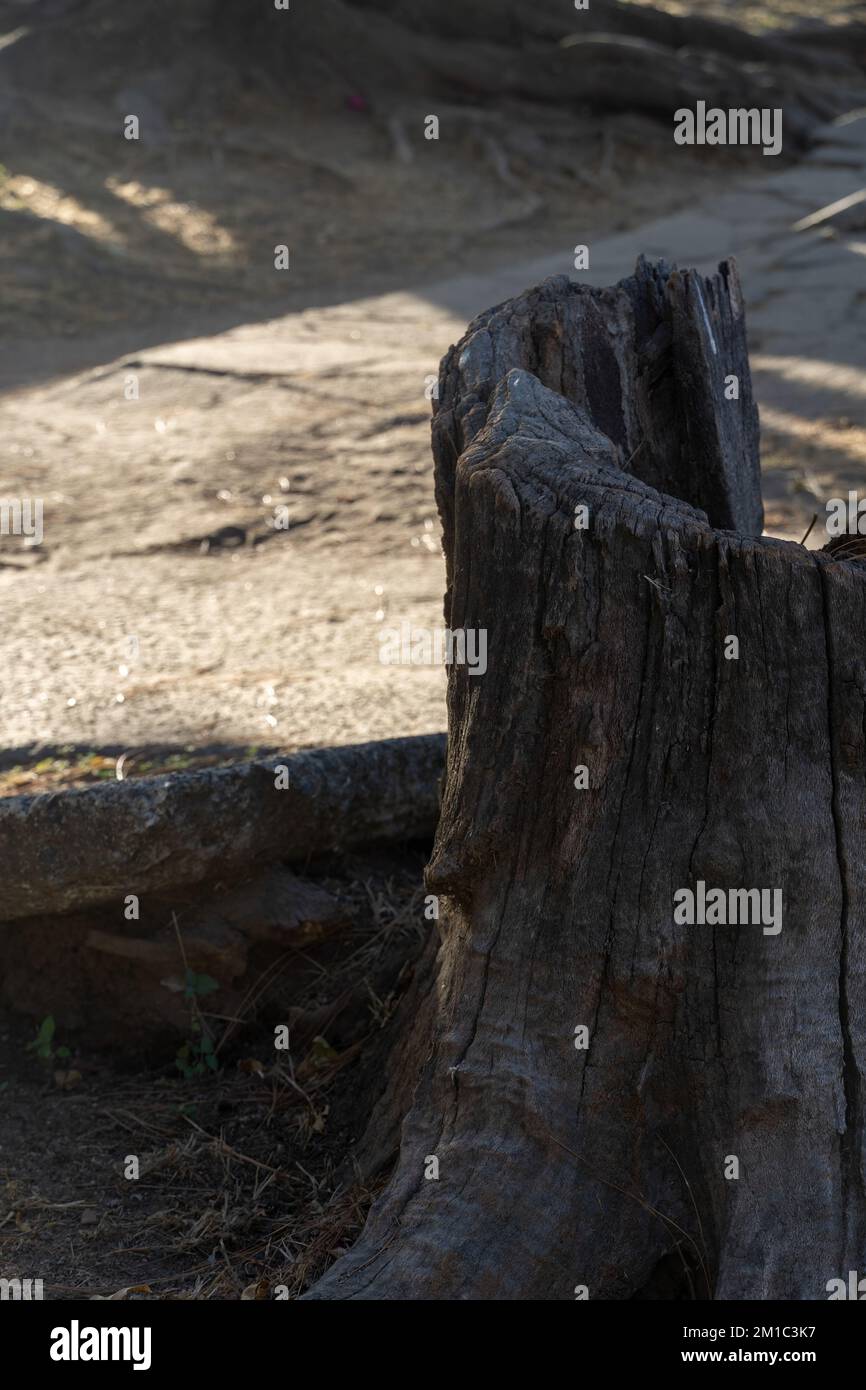 Hollow in a large tree near the street. Sunny day. Stock Photo