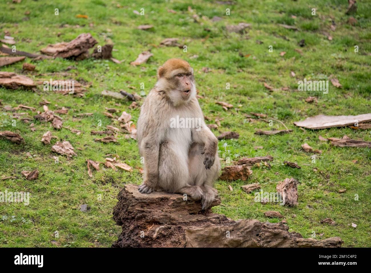 A furry little white macaque monkey with a shocked expression in a sunny green field Stock Photo