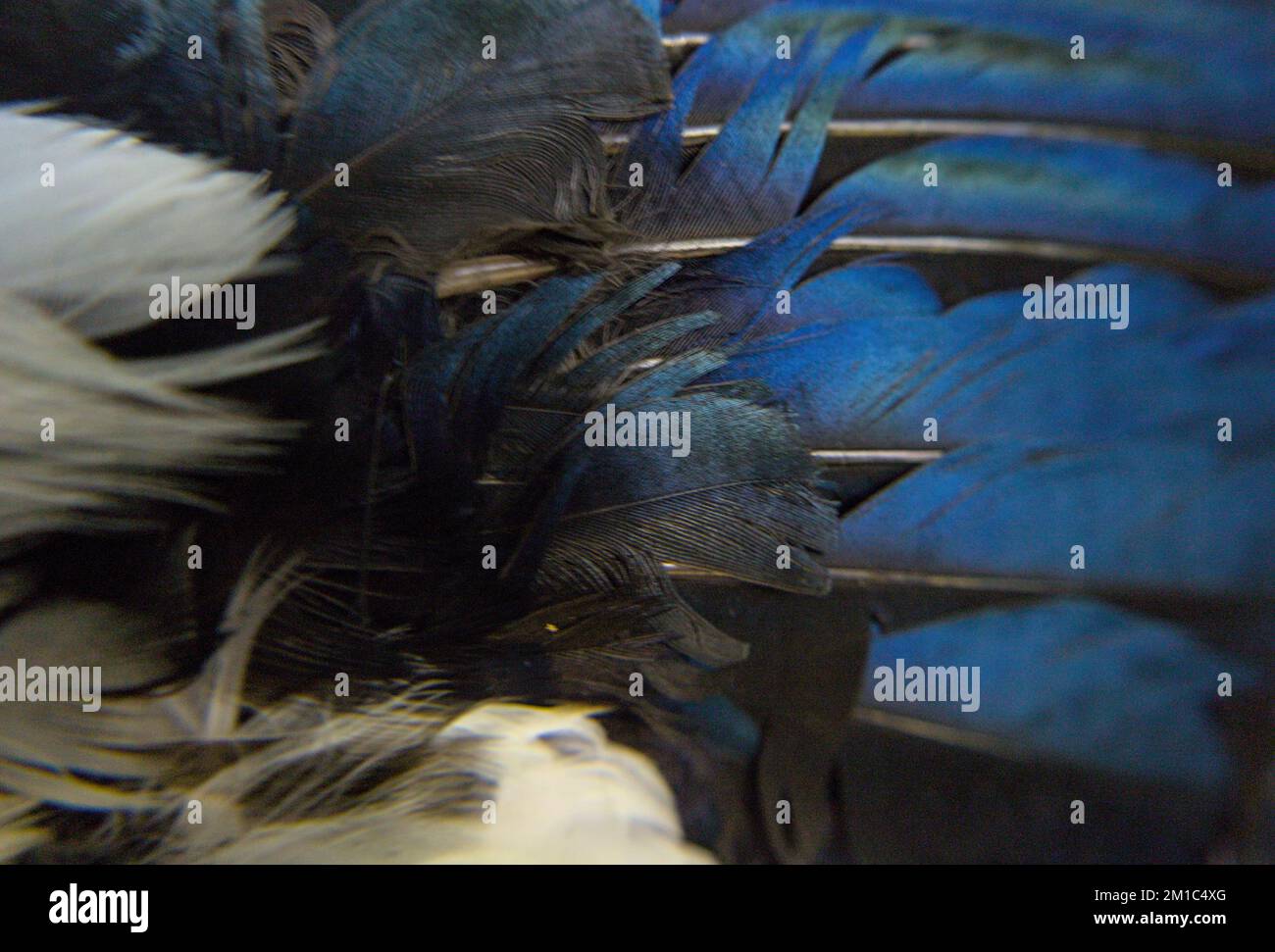 Wing pattern of plumage hi-res stock photography and images - Alamy
