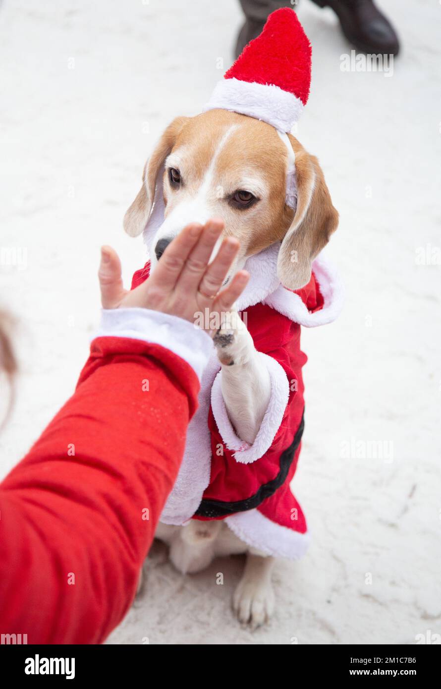 Dog dressed as santa claus best sale