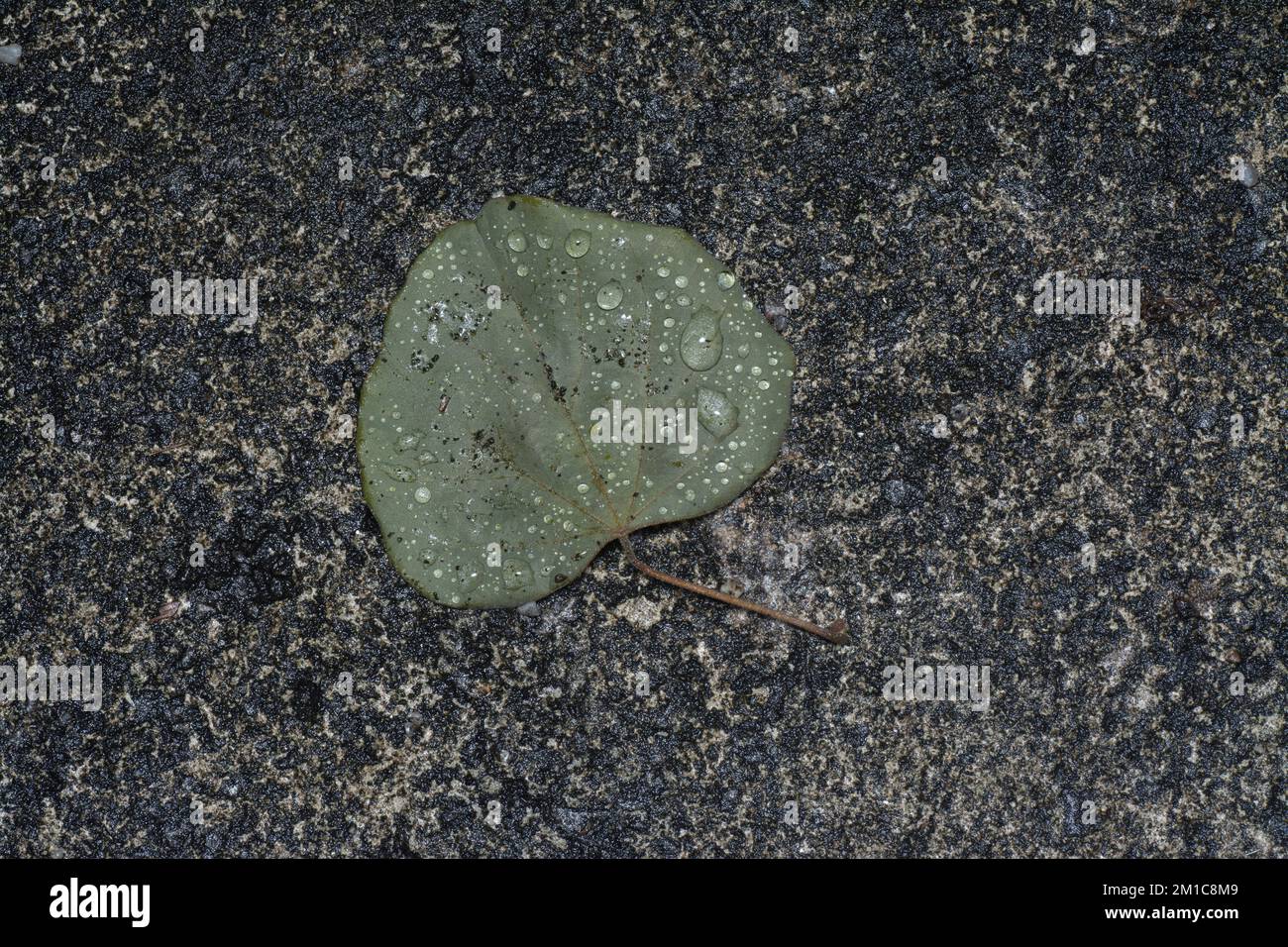 fallen spadeshaped leaf on the street after rain Stock Photo Alamy