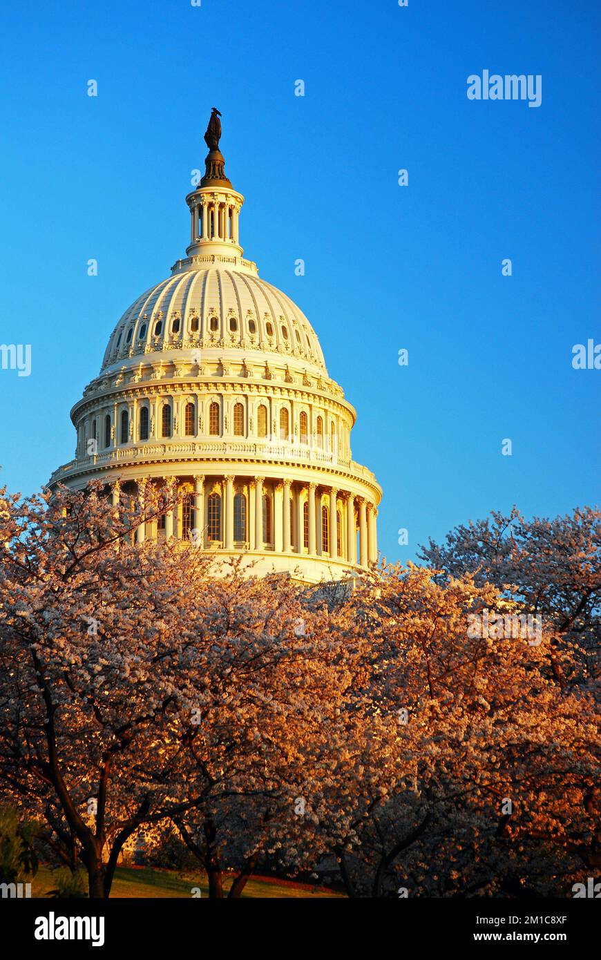 The US Capitol rises above blooming cherry blossoms on a spring day  in Washington, DC Stock Photo