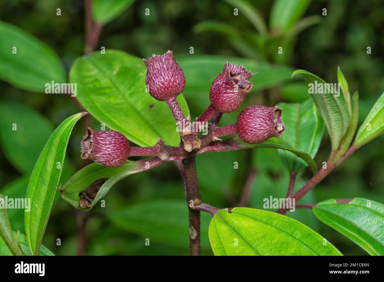 close shot of the wild melastoma malabathricum berries. Stock Photo