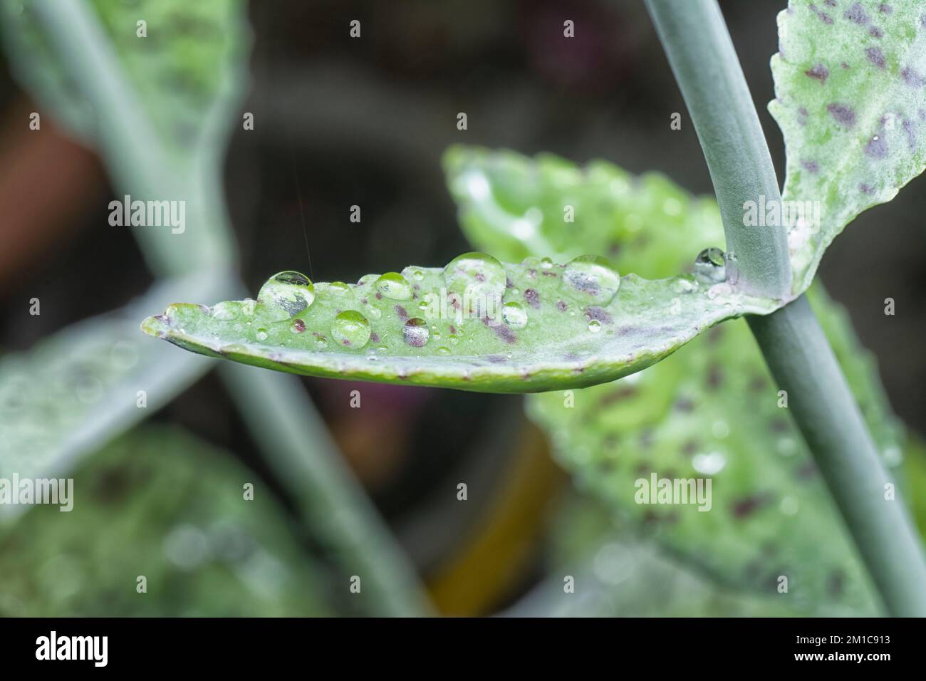 close up of the wet kalanchoe gastonis-bonnieri succulent plant Stock Photo