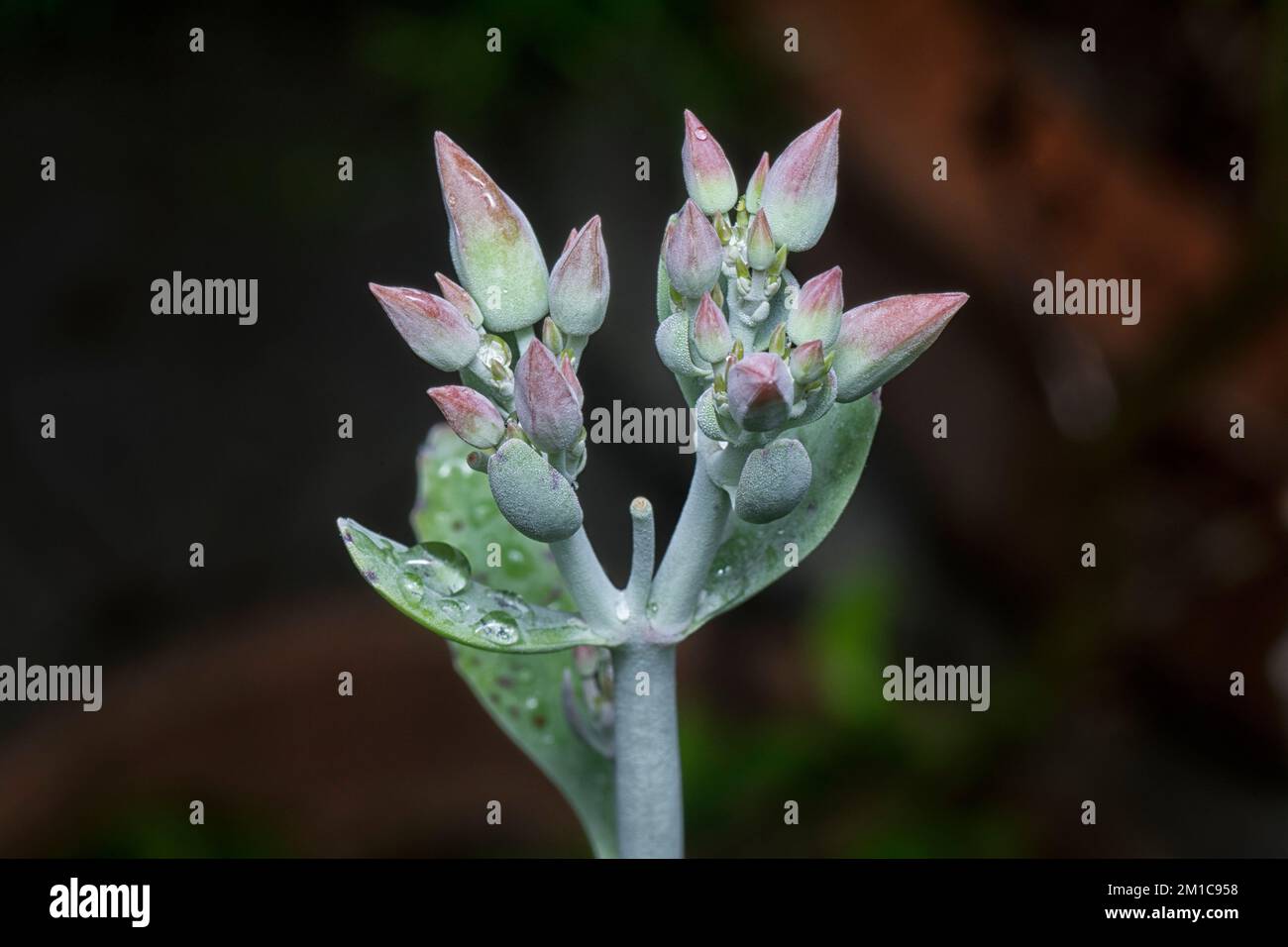 close up of the wet kalanchoe gastonis-bonnieri succulent plant Stock Photo