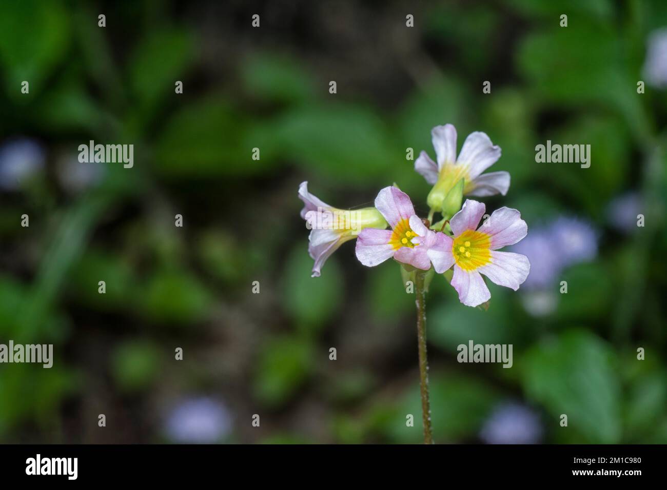 close up shot of the tiny oxalis barrelieri flower Stock Photo