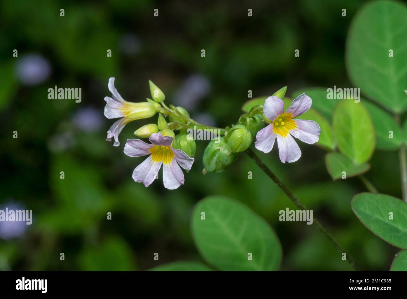 close up shot of the tiny oxalis barrelieri flower Stock Photo