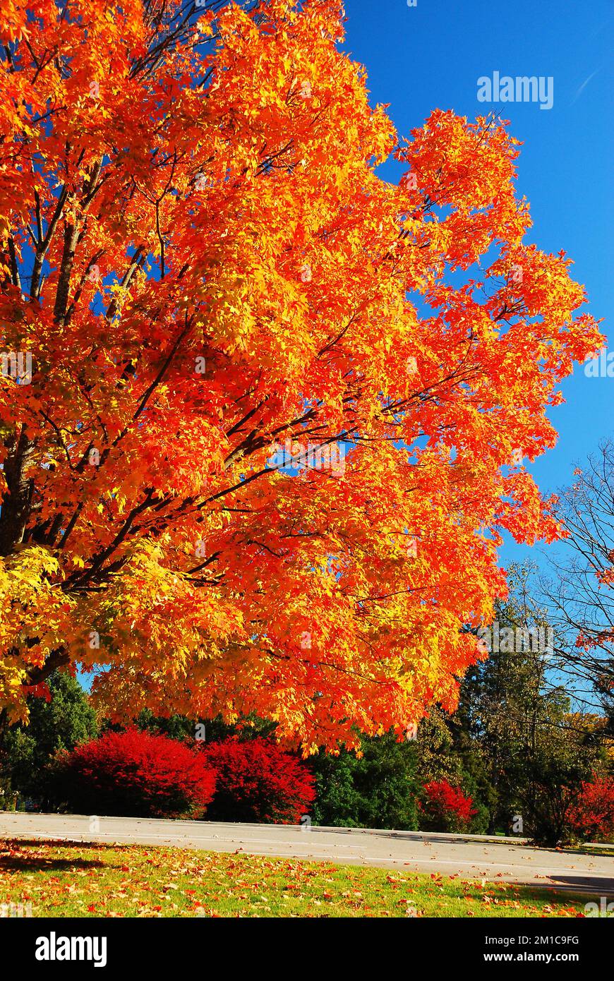 A fall sugar maple tree showcases its bold orange, red and yellow foliage colors on the leaves in autumn Stock Photo