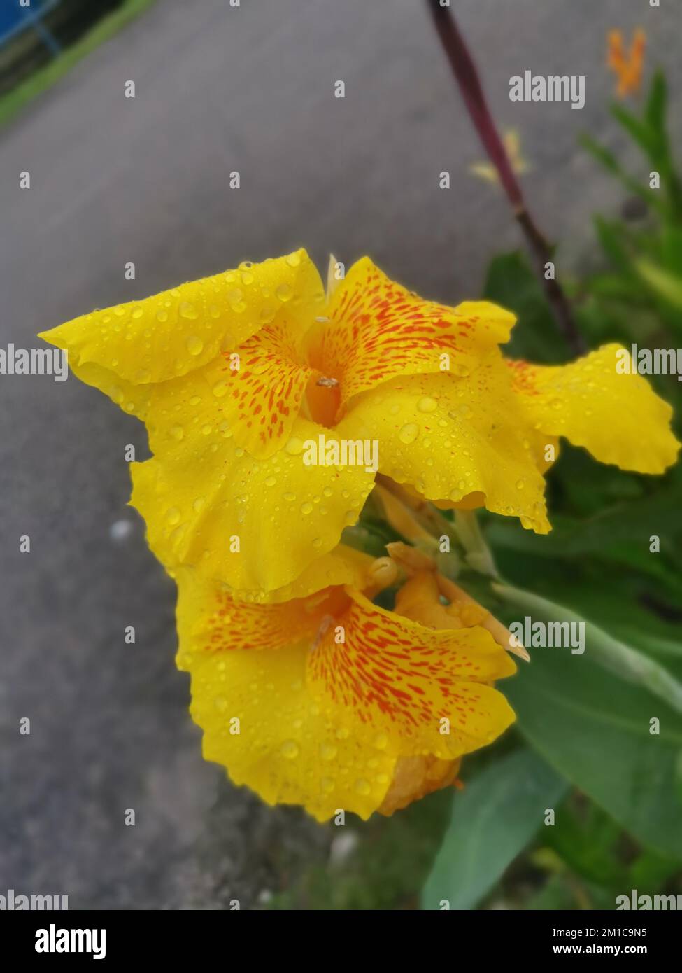 beautiful yellow-colored canna indica lily flower plant Stock Photo