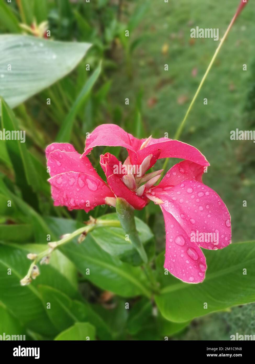 beautiful red-colored canna indica lily flower plant Stock Photo