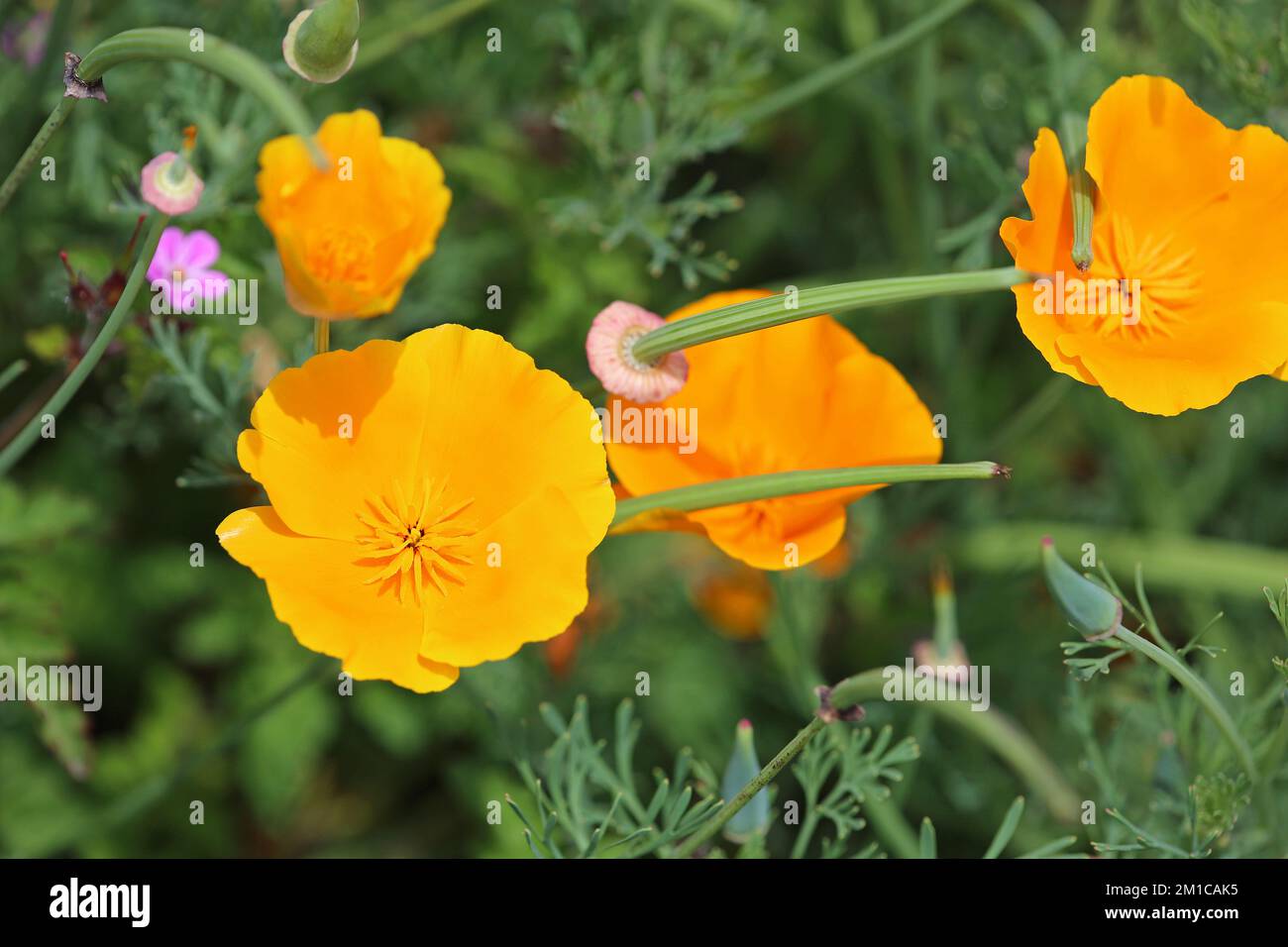 Yellow California poppy close up Stock Photo