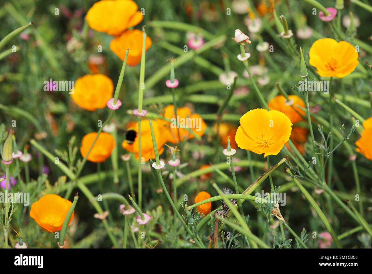 Yellow poppy flowers - California Stock Photo