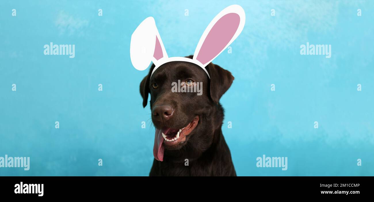 Cute labrador dog in drawn bunny ears on light blue background Stock ...
