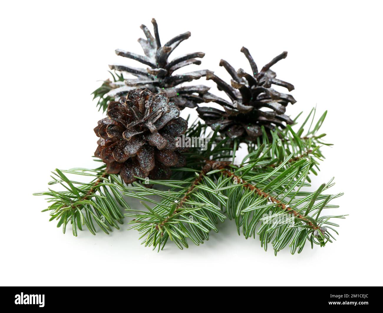 Fir branch and cones on white background Stock Photo - Alamy