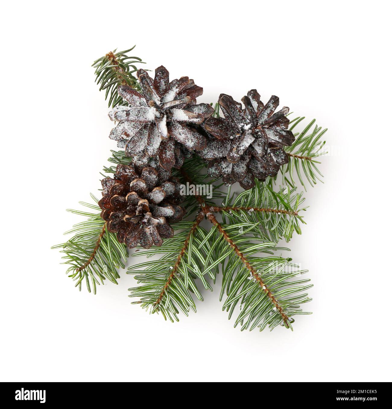 Fir branch and cones on white background Stock Photo - Alamy