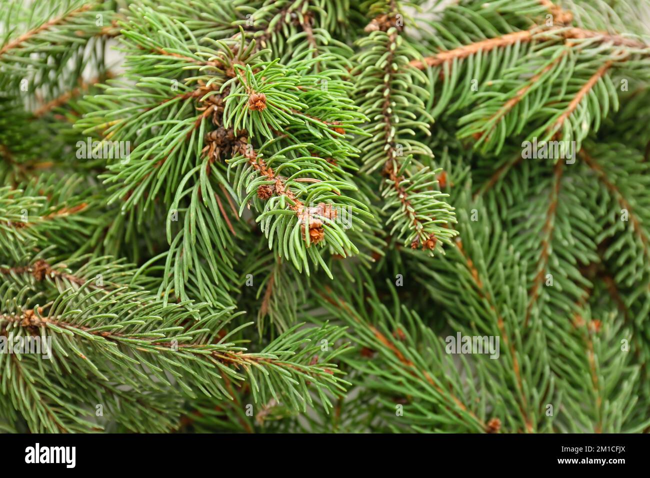 Green fir branches as background, closeup Stock Photo - Alamy