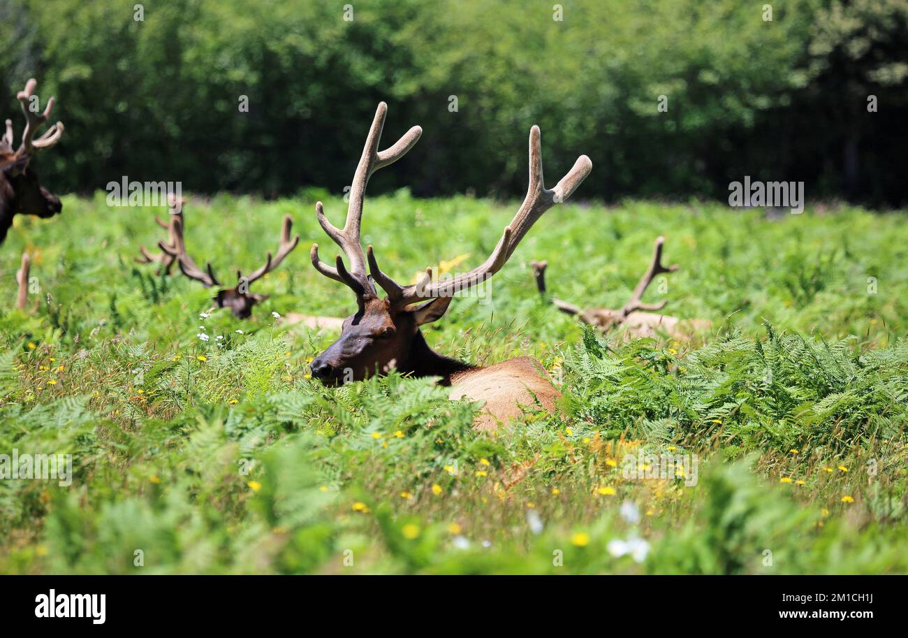 Elk resting - California Stock Photo