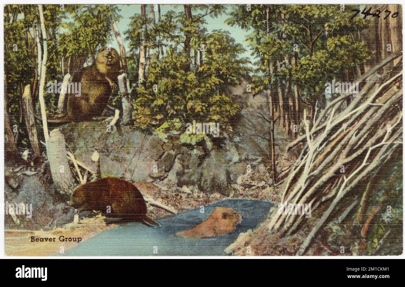 Mammal diversity collection hi-res stock photography and images - Alamy