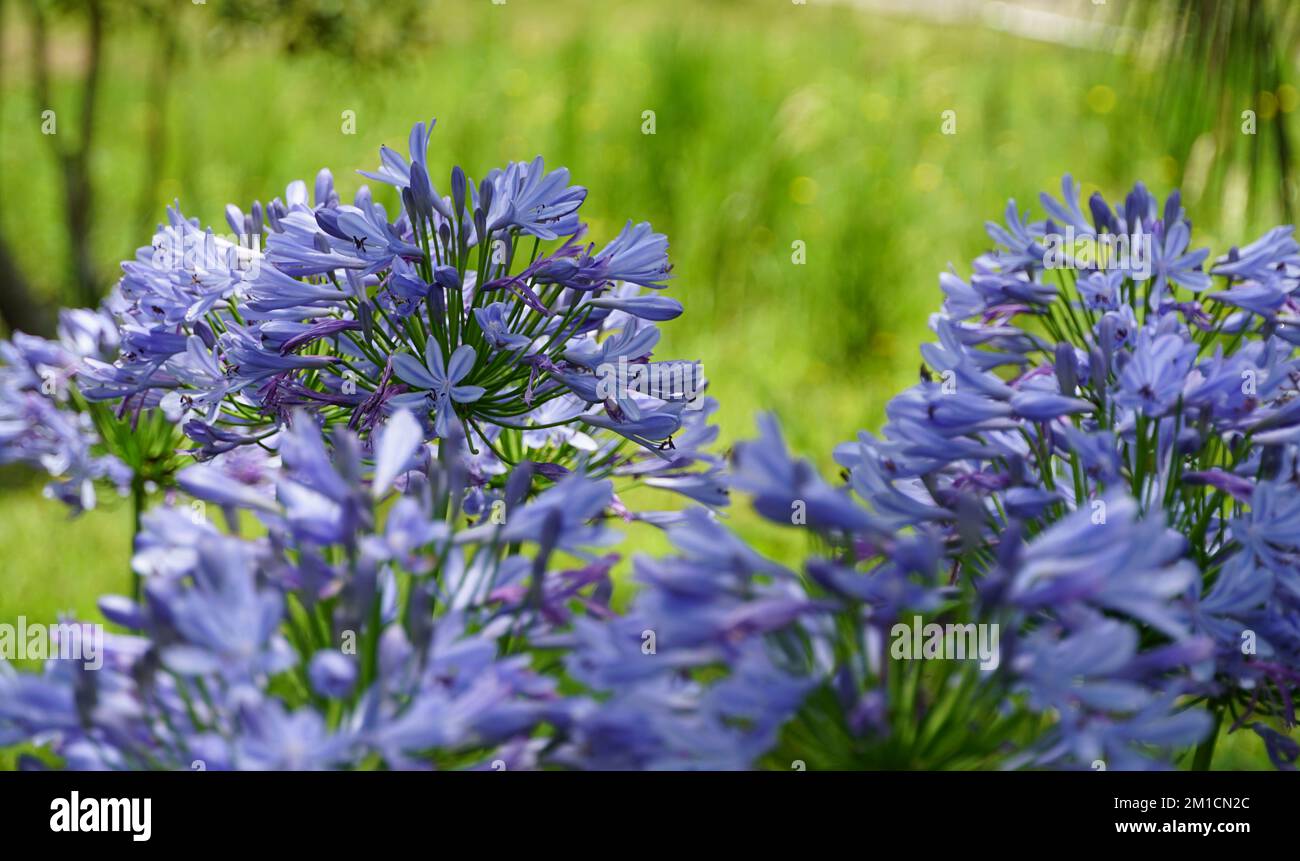 agapanthus africanus or lily of the nile, lilac colored flower in a garden Stock Photo