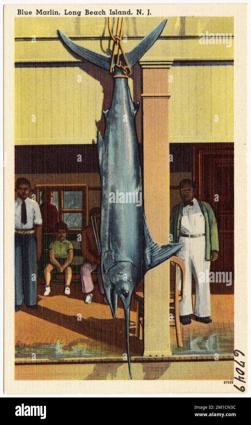 Blue marlin, Long Beach Island, N. J. , Tichnor Brothers Collection