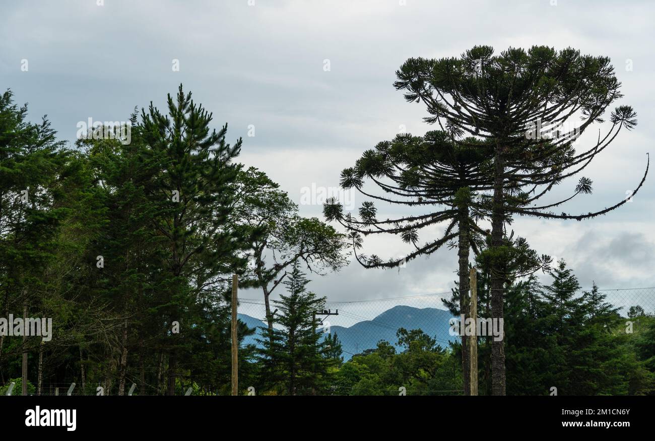 Paraná pine or Araucaria, typical tree from southern Brazil Stock Photo