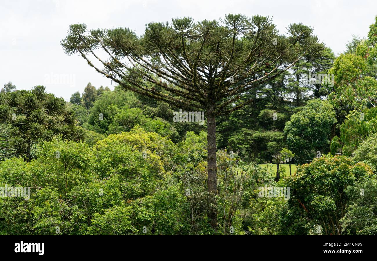 Paraná pine or Araucaria, typical tree from southern Brazil Stock Photo