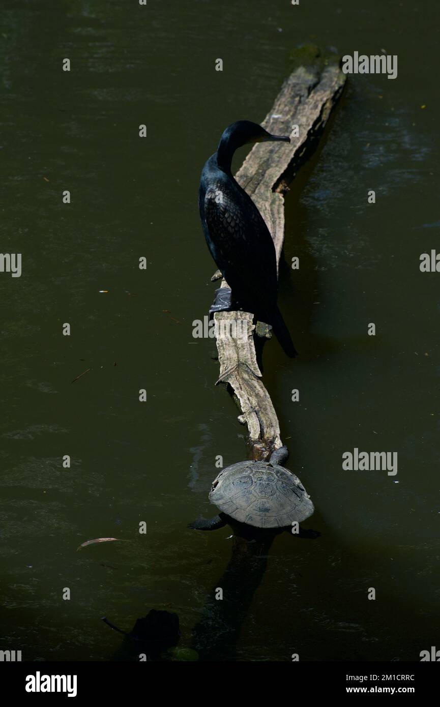 A Little Black Cormorant (Phalacrocorax Sulcirostris) is sharing the sun with a turtle on a log in a pond at Melbourne Zoo in Victoria, Australia. Stock Photo