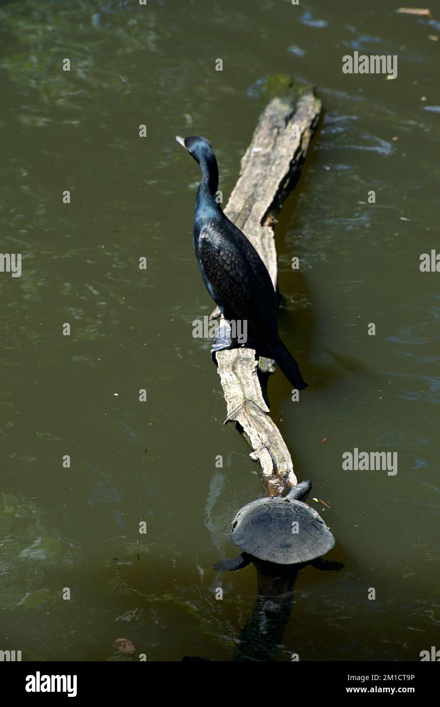 A Little Black Cormorant (Phalacrocorax Sulcirostris) is sharing the sun with a turtle on a log in a pond at Melbourne Zoo in Victoria, Australia. Stock Photo