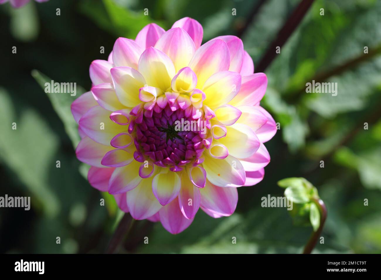 the-dahlia-dahlia-is-a-genus-of-flowering-plants-in-the-sunflower