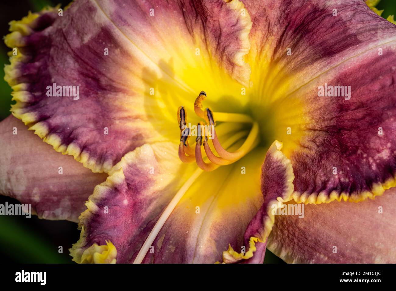 A closeup shot of the pistil of a clubhair mariposa lily flower in a garden Stock Photo