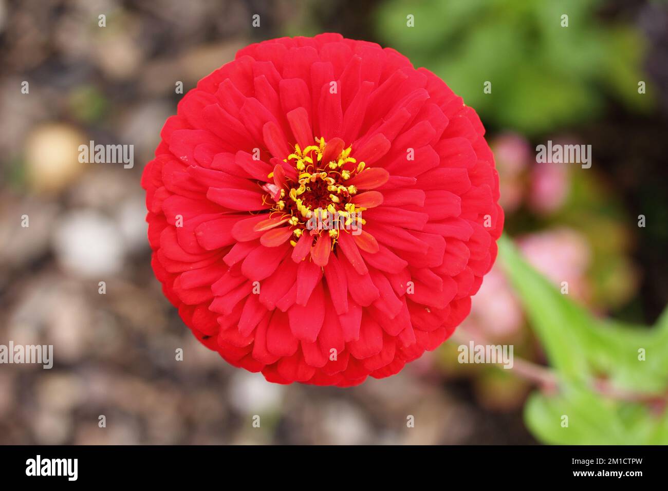 The dahlia (Dahlia), is a genus of flowering plants in the sunflowe…
