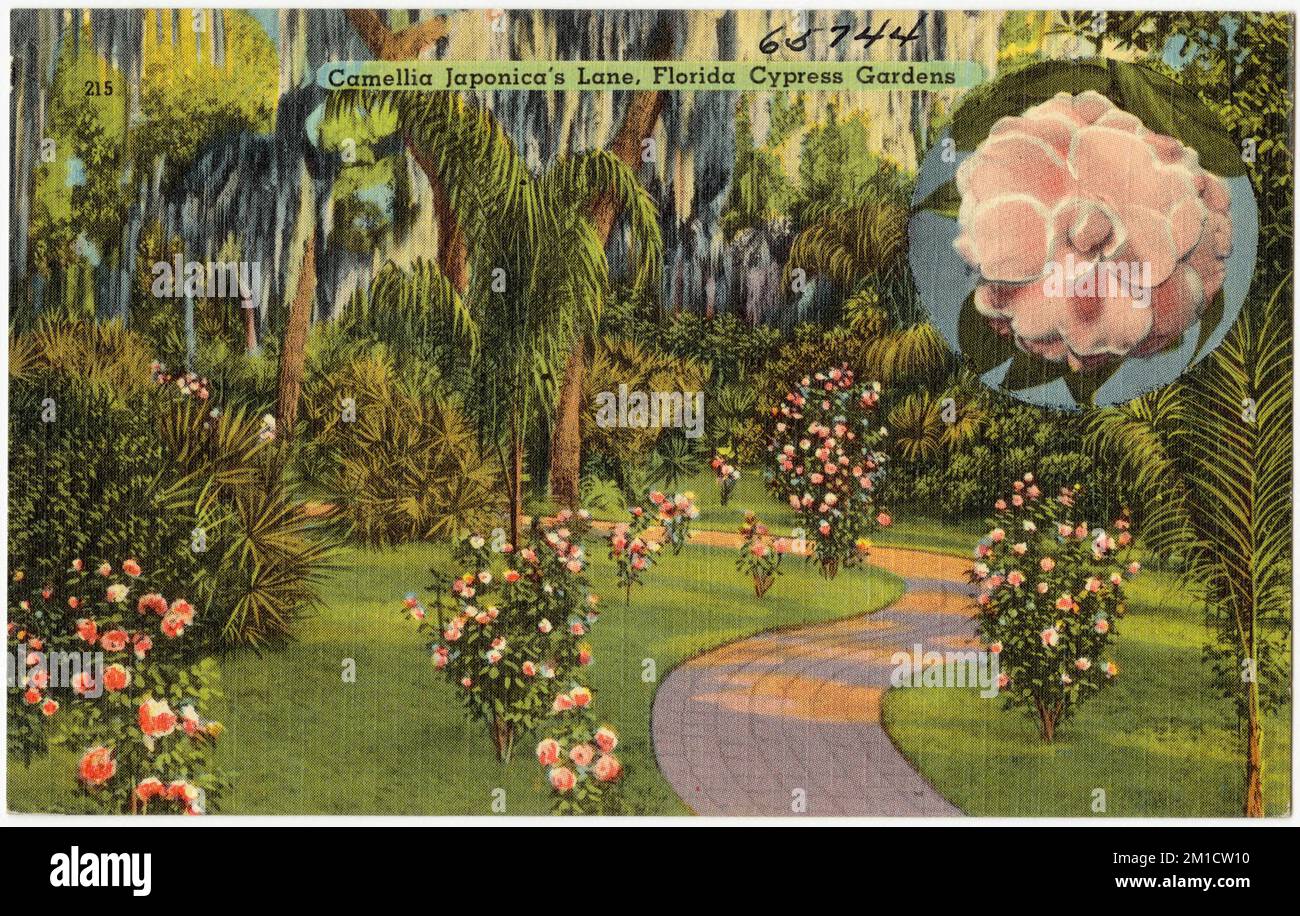Camellia Japonica's lane, Florida Cypress Gardens , Tichnor Brothers