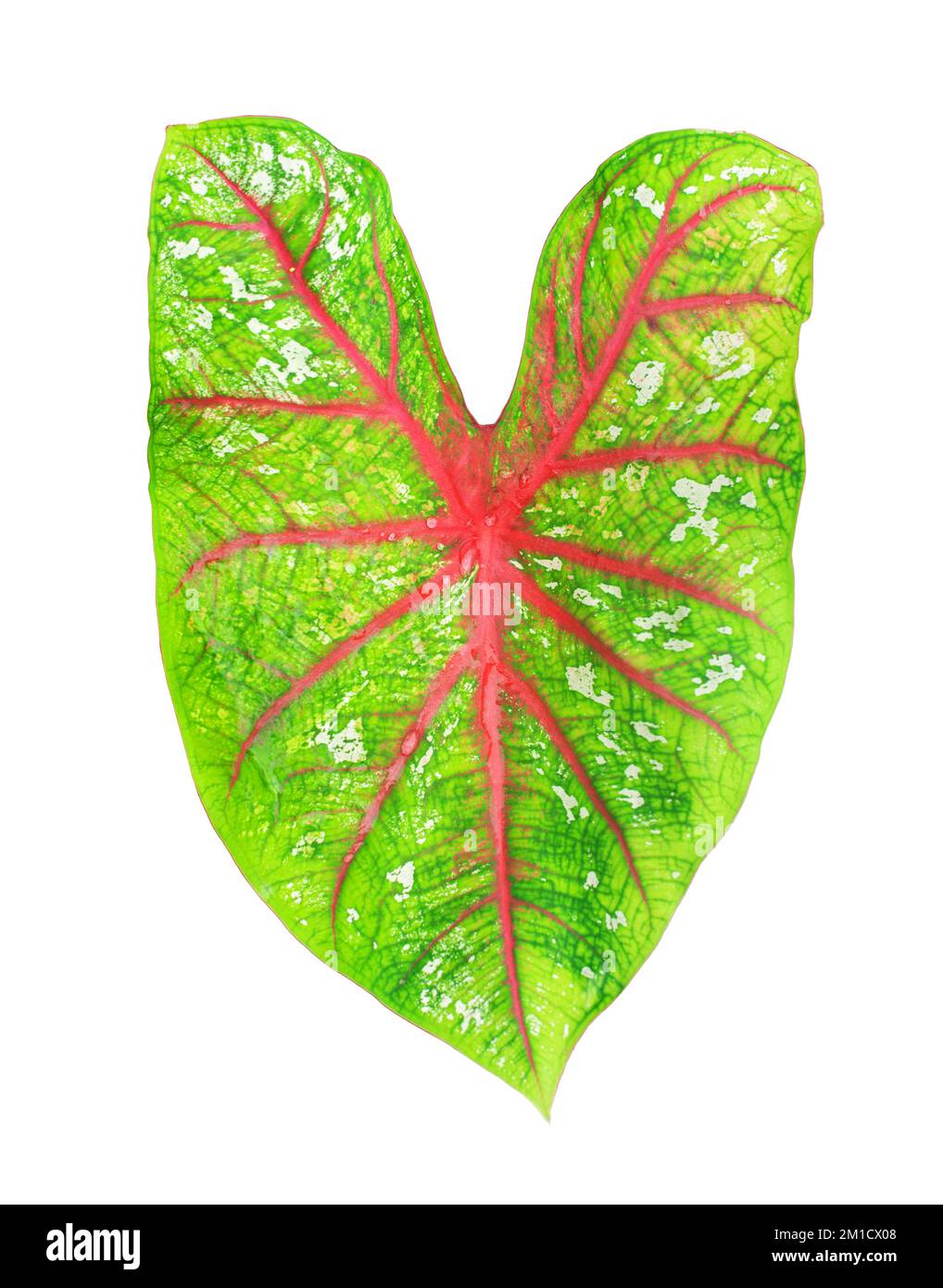 Caladium bicolor red star green leaf on white background isolated closeup, beautiful fancy colorful pink leaves, exotic tropical plant, araceae Stock Photo