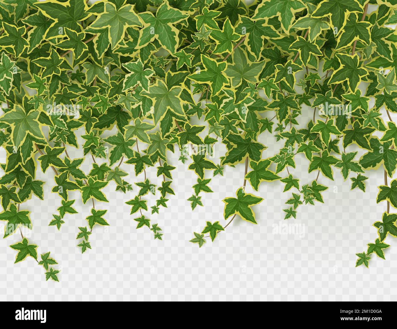 Ivy vines isolated on transparent background. green climbing plant