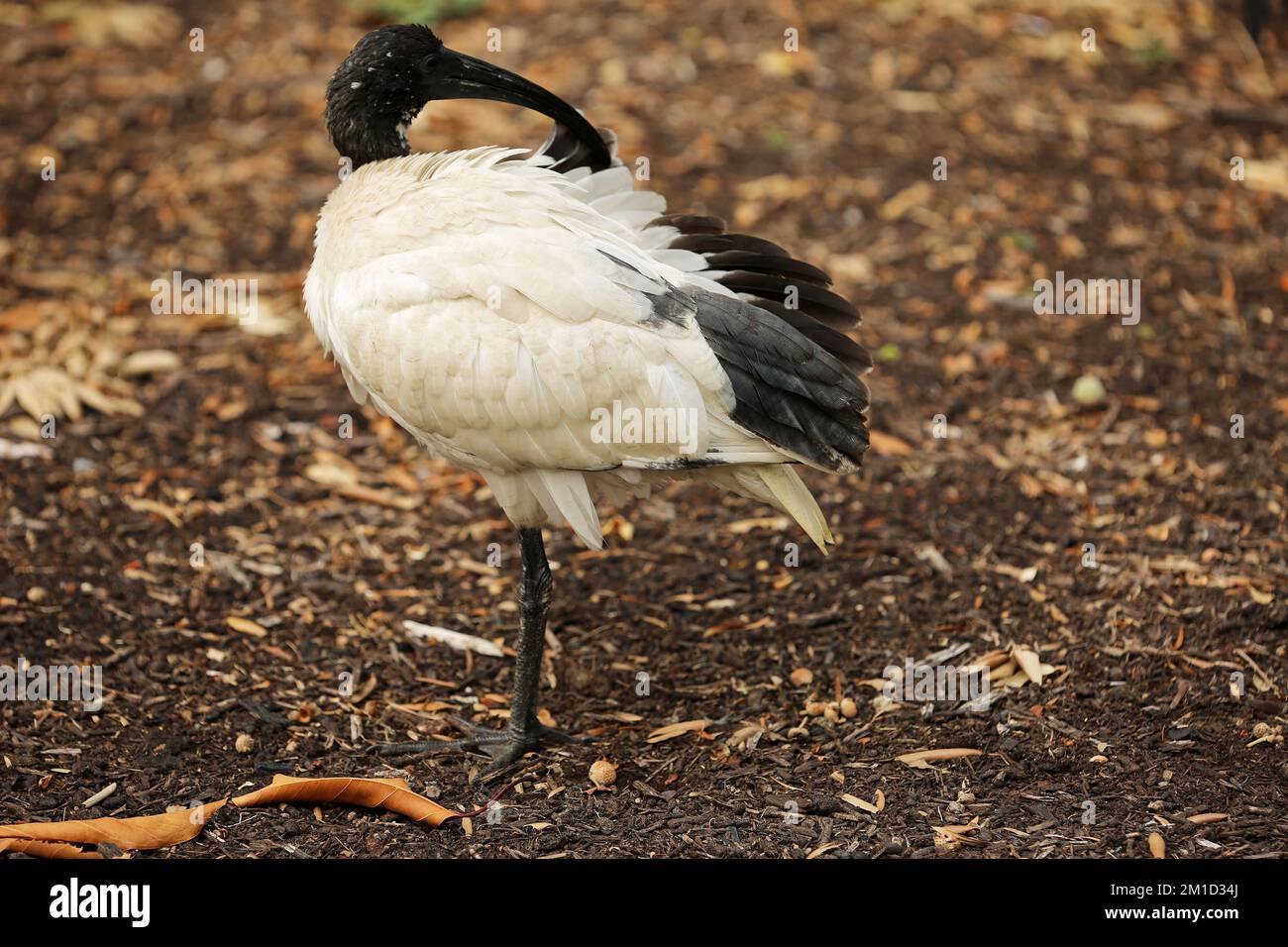 Australian ibis cleaning its wing Stock Photo