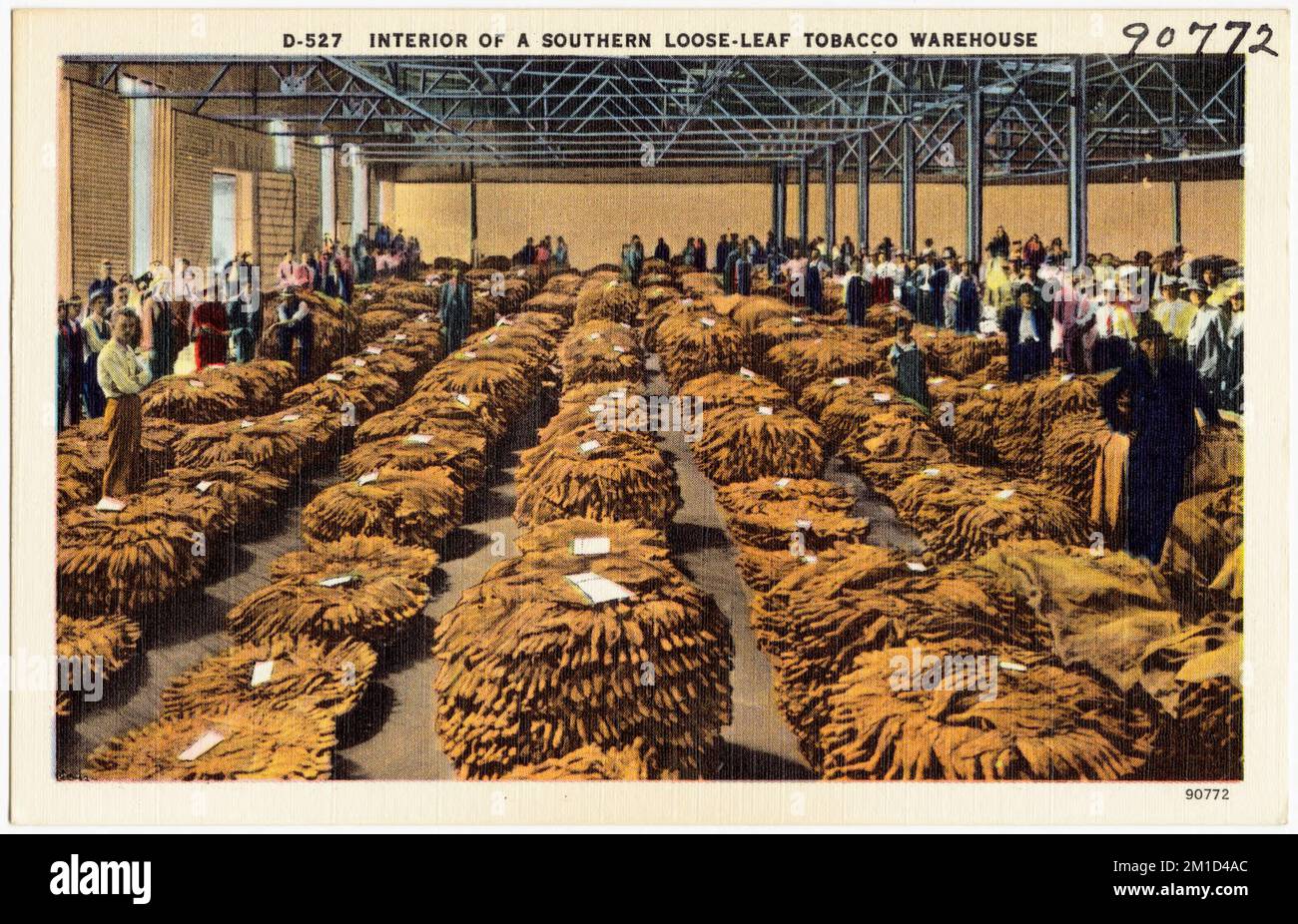 D-527. Interior of a Southern loose-leaf tobacco warehouse , Commercial  facilities, Tichnor Brothers Collection, postcards of the United States  Stock Photo