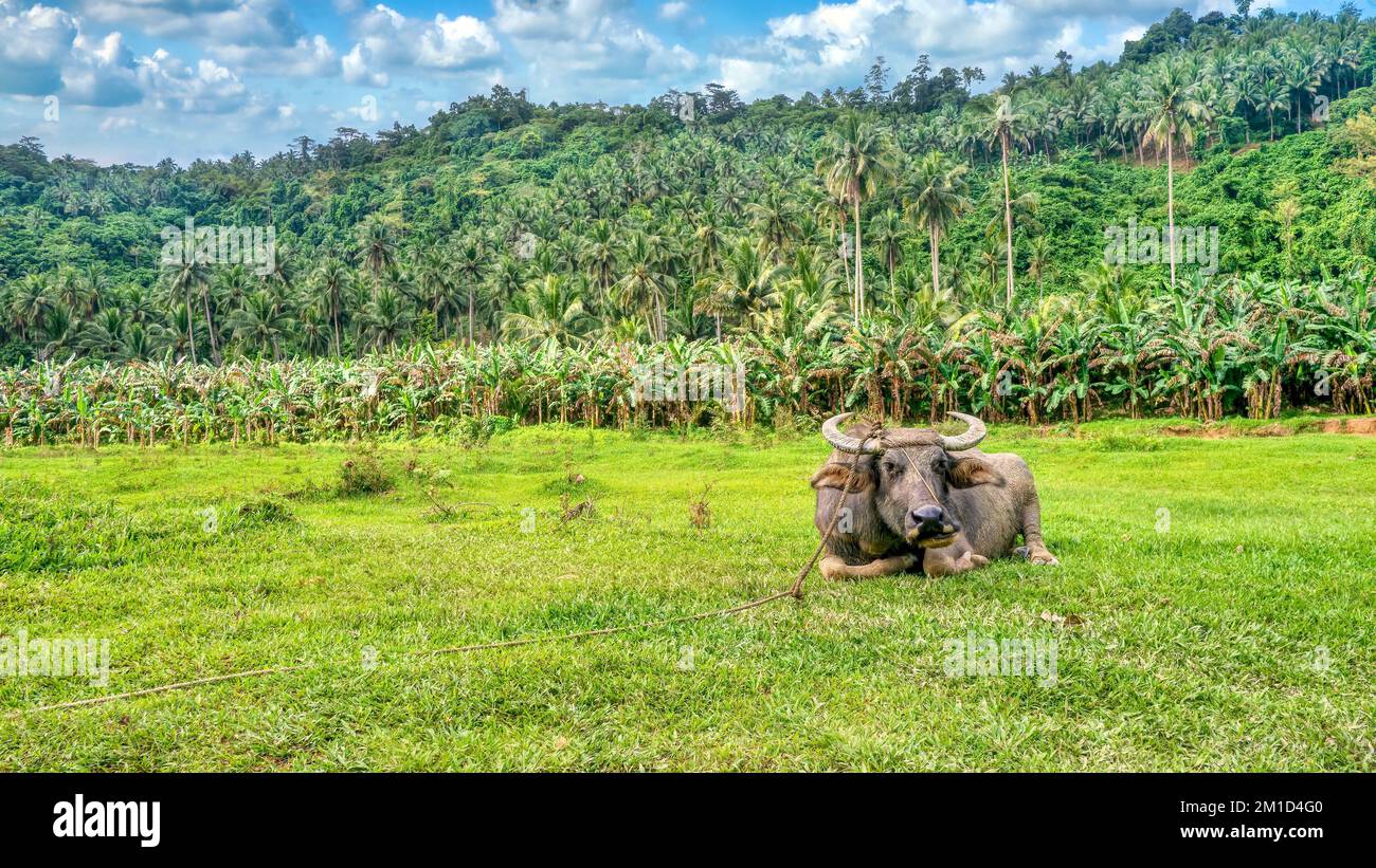An adult carabao (Bubalus bubalis), a type of water buffalo native to the Philippines, relaxes on a grassy field after a day of agricultural work. Stock Photo
