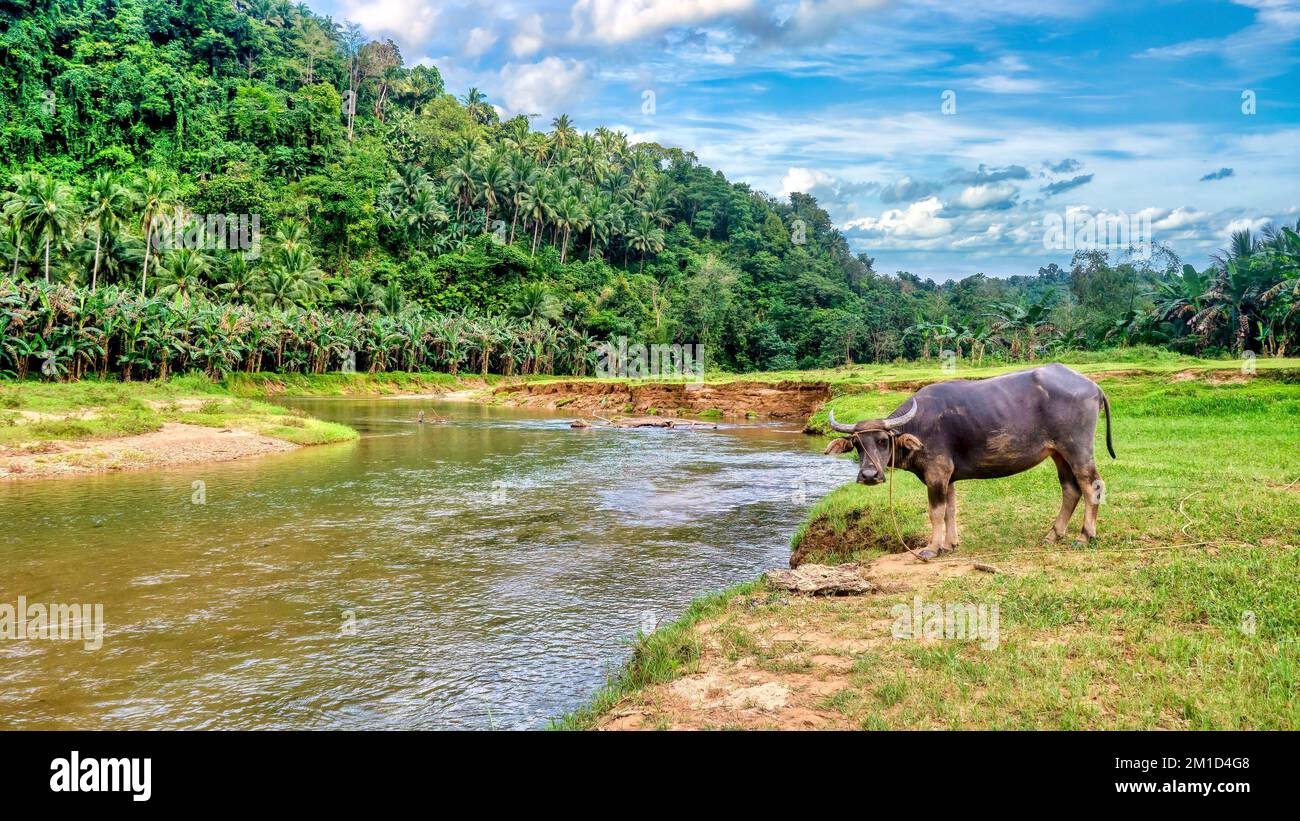 A lone female carabao (Bubalus bubalis), a species of the domestic Asian water buffalo native to the Philippines, standing on a riverbank on Mindoro I Stock Photo