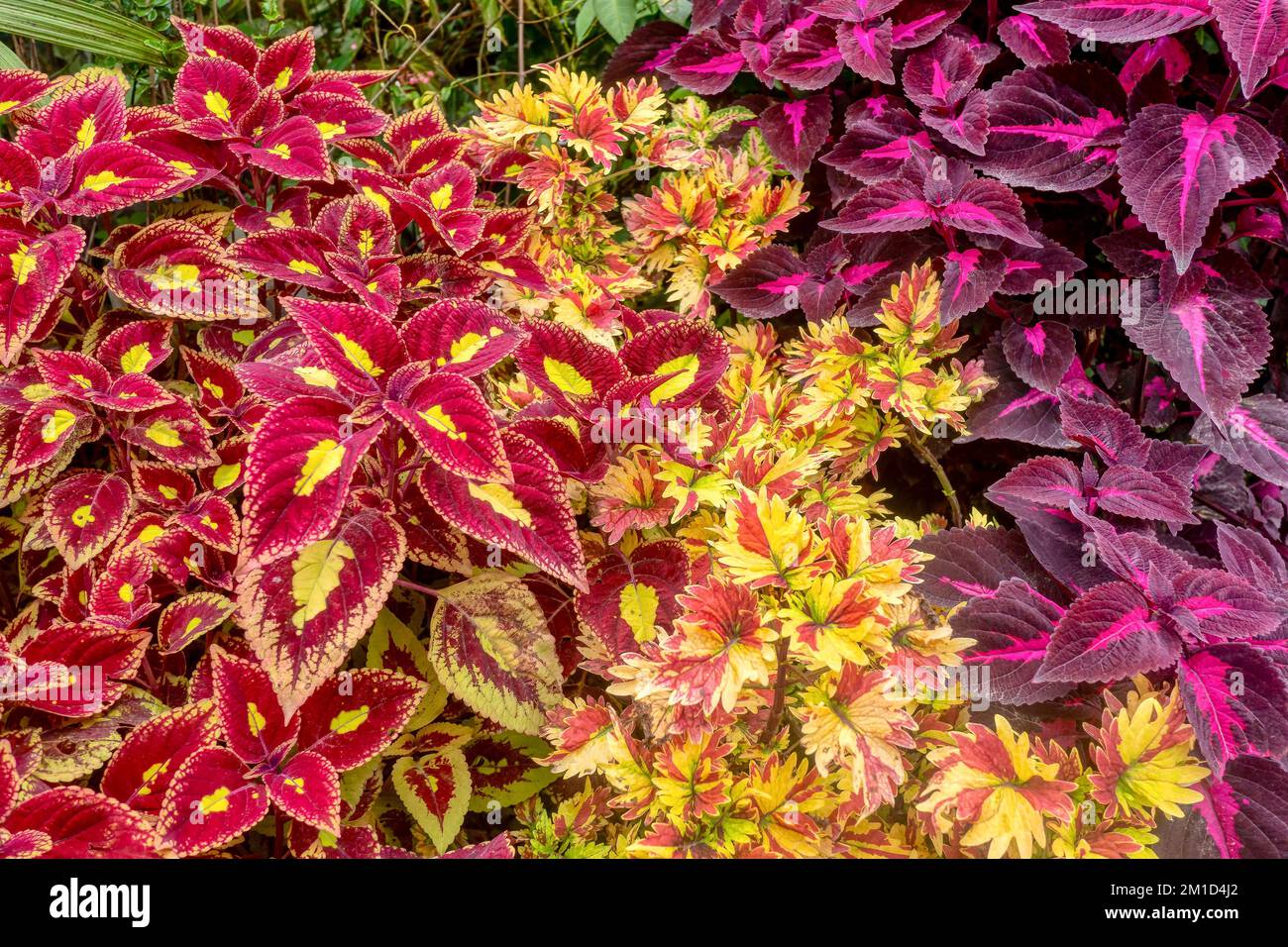 The colorful foliage of coleus (Solenostemon scutellarioides), perennial ornamental tropical plants in the family Lamiaceae, native to southeast Asia. Stock Photo