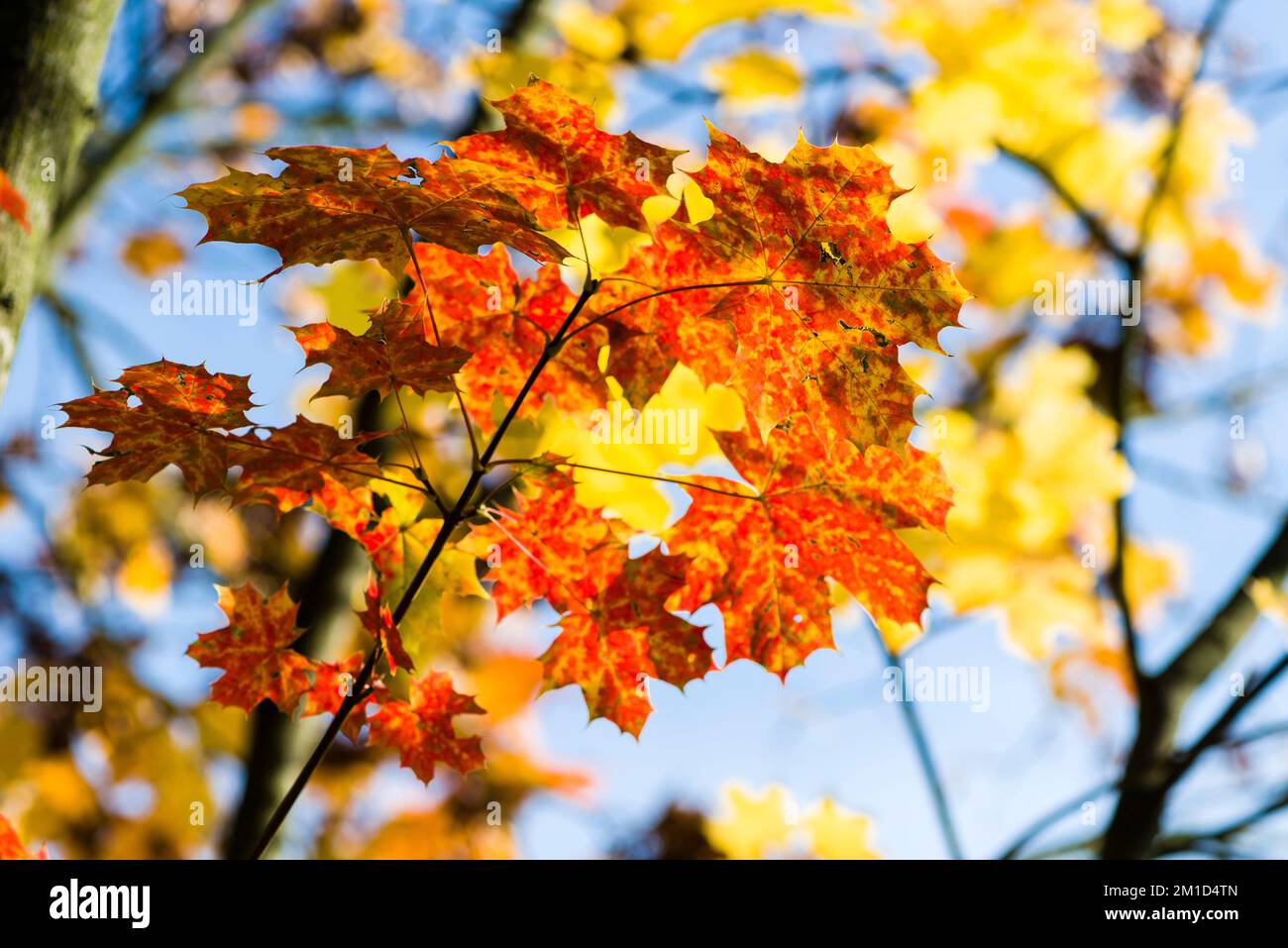 Red, orange and yellow leaves of a maple tree in autumn Stock Photo - Alamy
