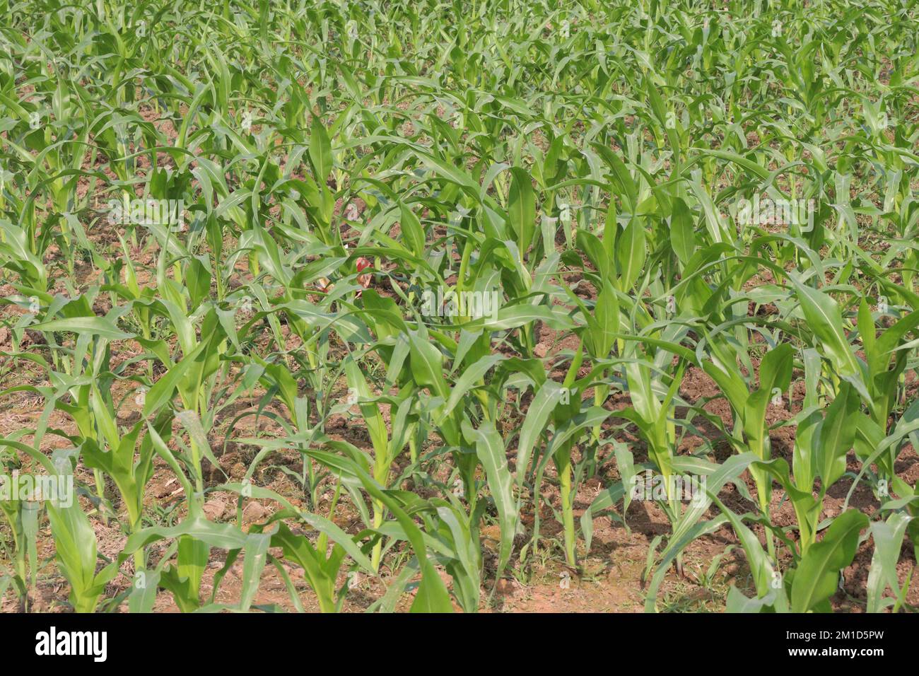 Green cornfield plantation detail hi-res stock photography and images ...