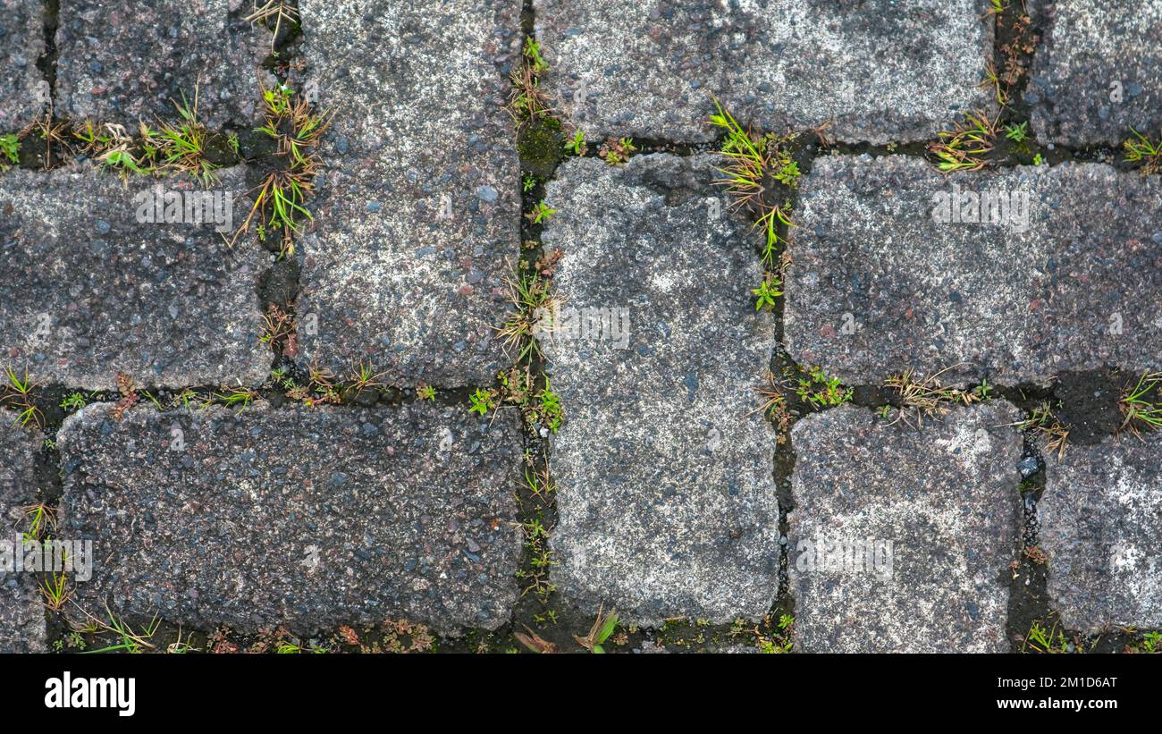 paving block texture with weeds in the gaps in the background Stock Photo Alamy