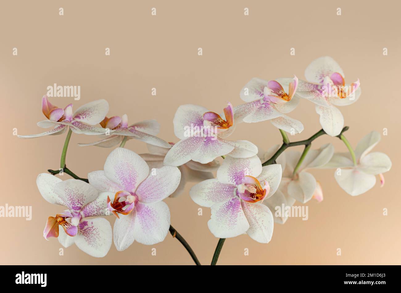 White blooming orchid flower on light beige background. Copy space. Close-up. Stock Photo