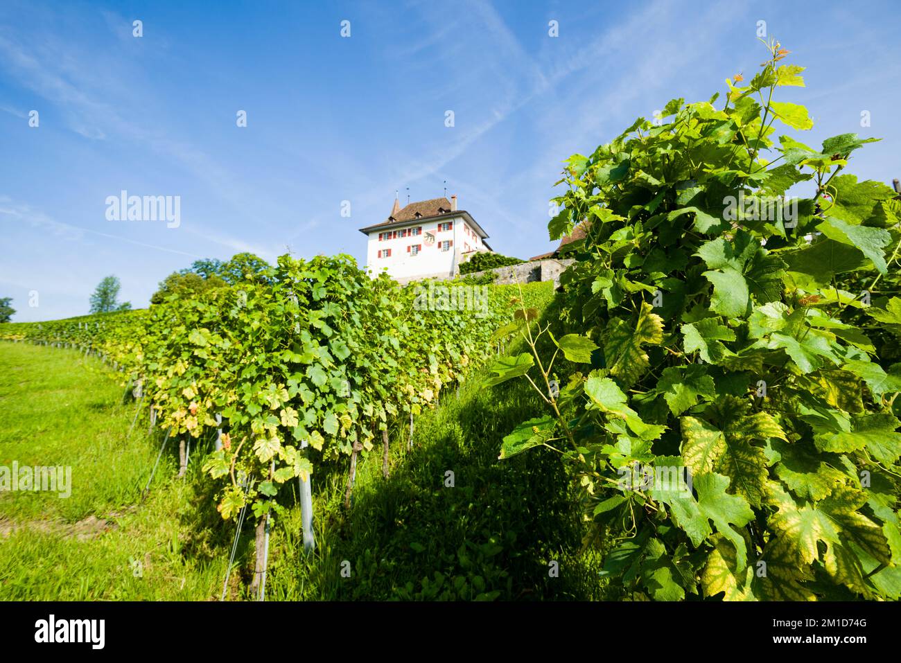 The Erlach Castle is located on a hill and surrounded by wine yards Stock Photo